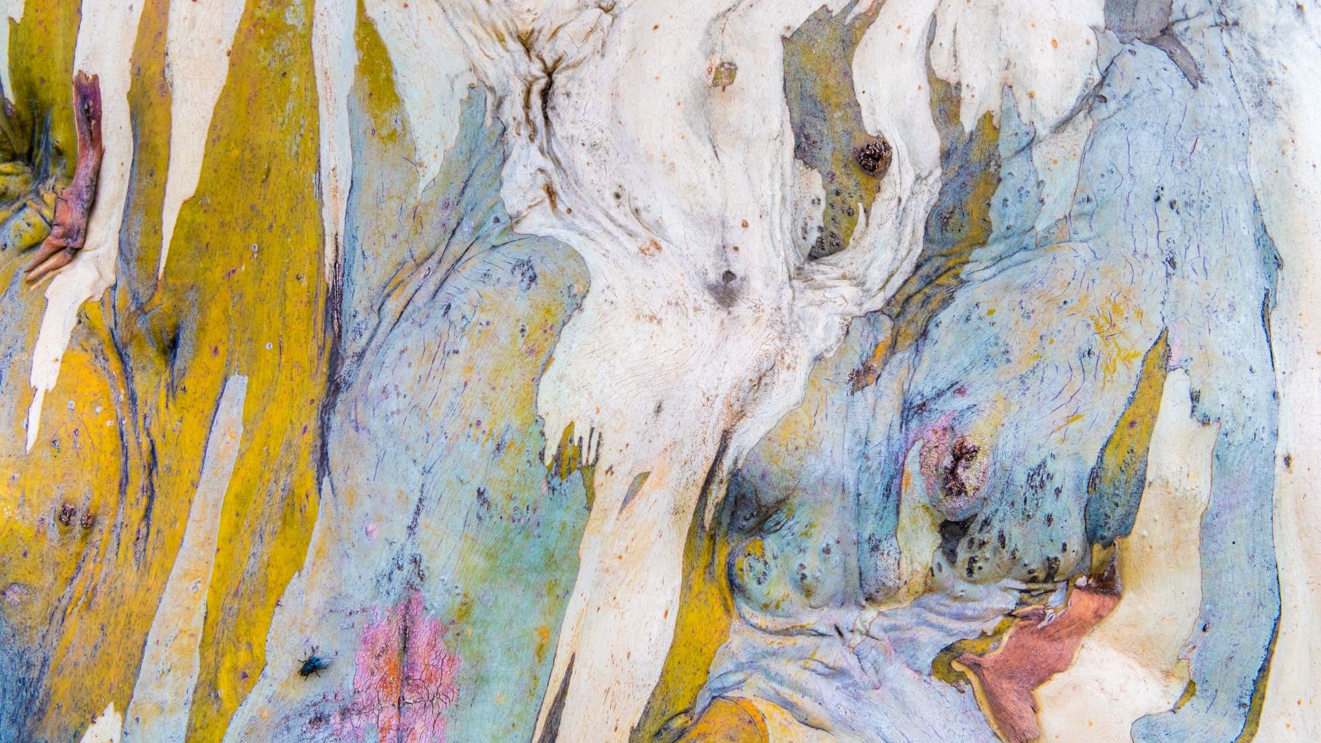 Eucalyptus tree bark texture, colourful natural abstract pattern