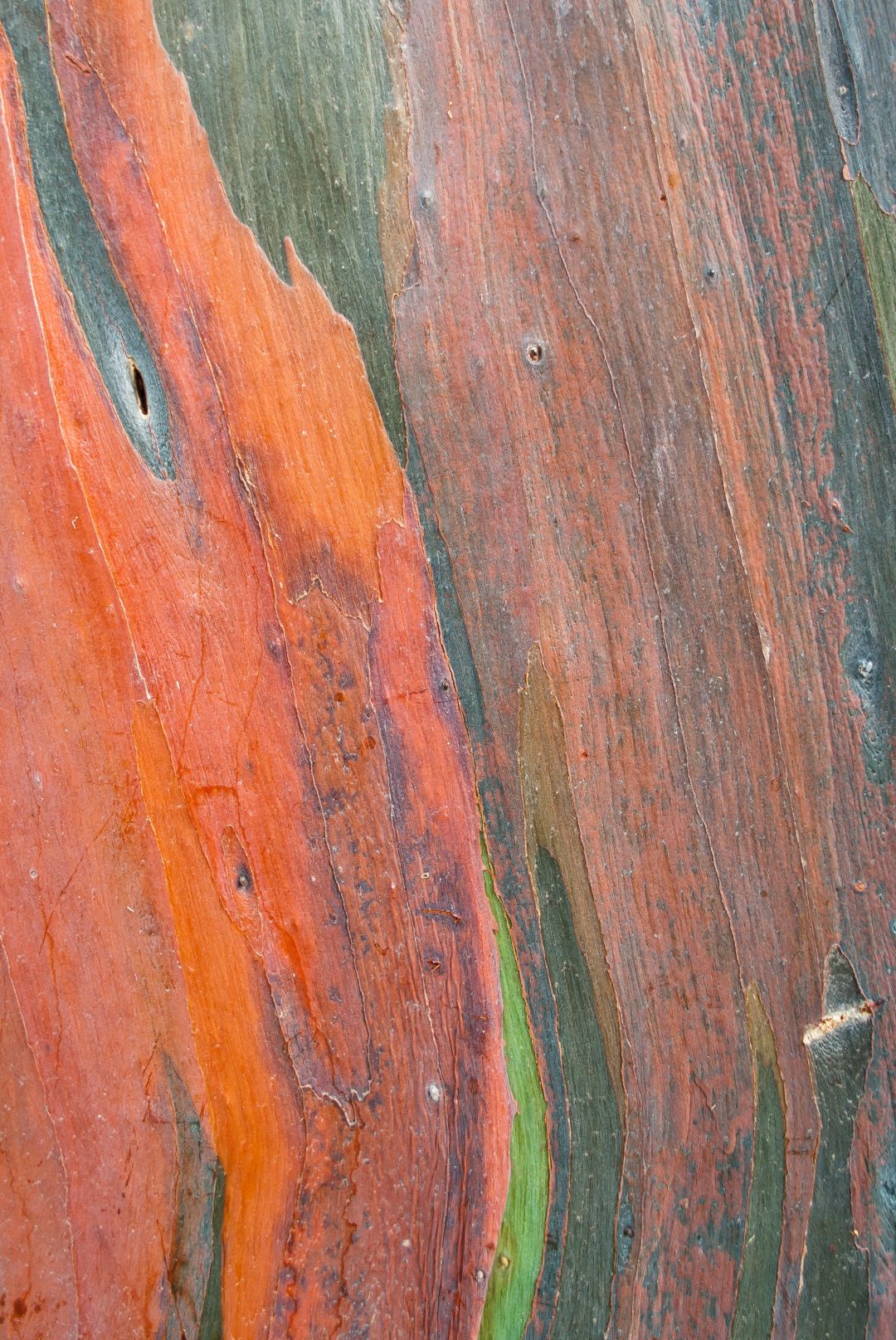 Eucalyptus tree bark